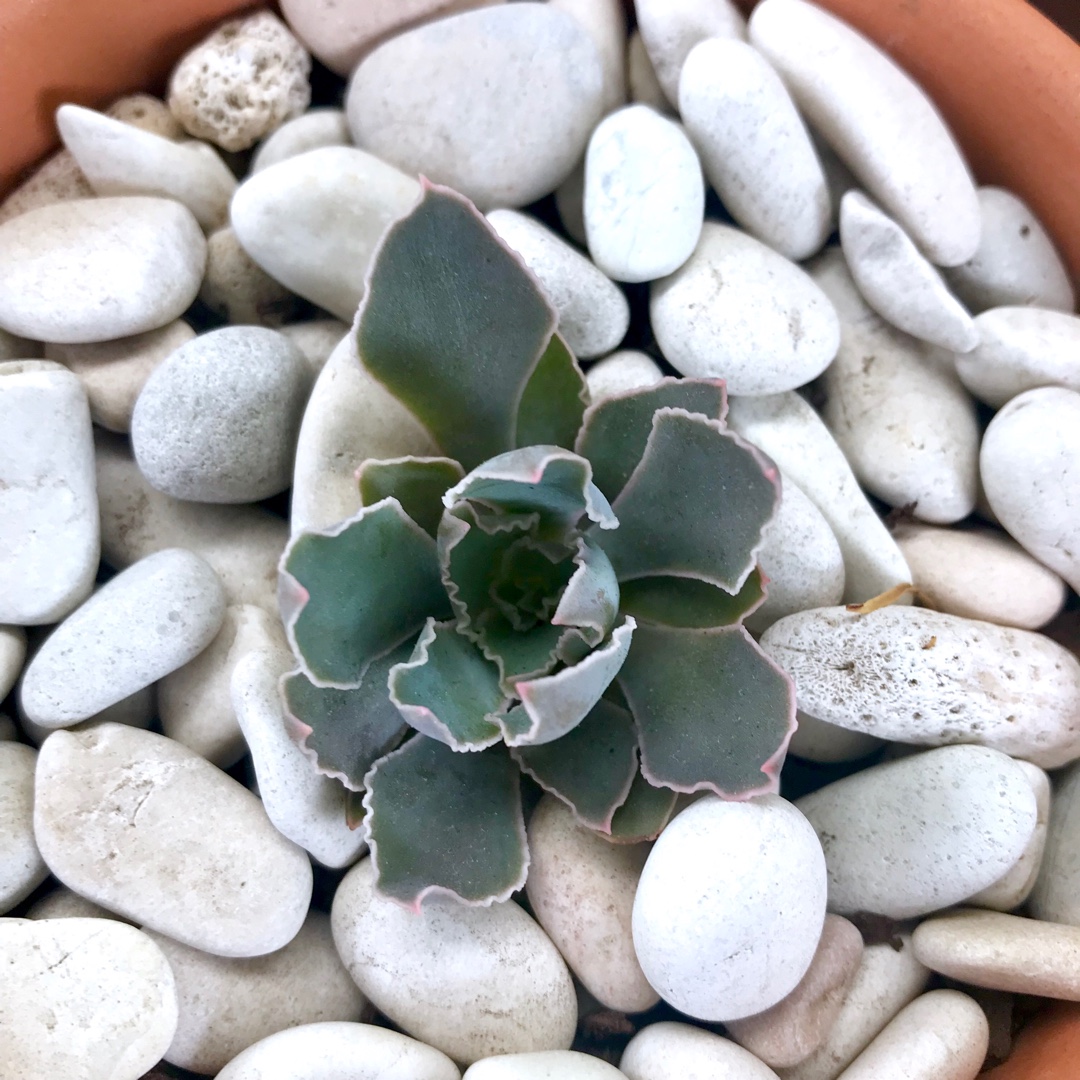 Echeveria Pinetorum in the GardenTags plant encyclopedia Echeveria Pinetorum in the GardenTags plant encyclopedia