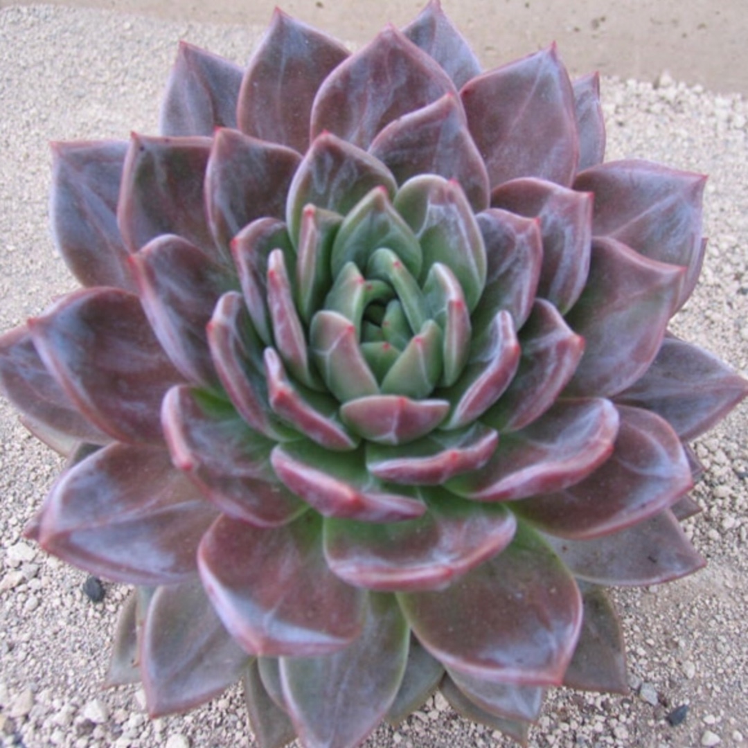 Echeveria Agavoides Romeo X Echeveria Laui in the GardenTags plant encyclopedia Echeveria Aroa in the GardenTags plant encyclopedia