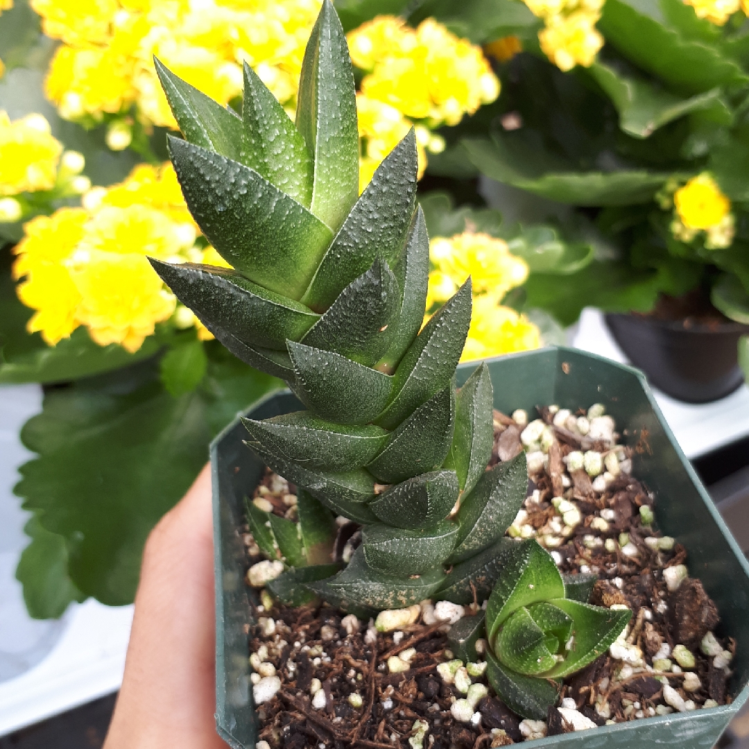 Haworthia resendeana in the GardenTags plant encyclopedia Haworthia Resendeana in the GardenTags plant encyclopedia