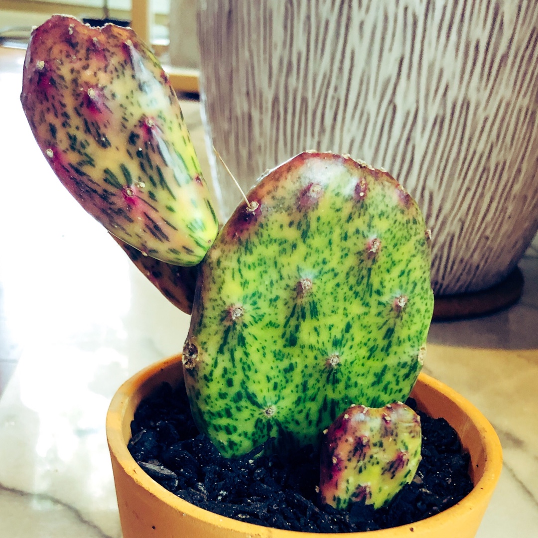 Opuntia Ficus-Indica Sunburst-Variegated Form in the GardenTags plant encyclopedia
