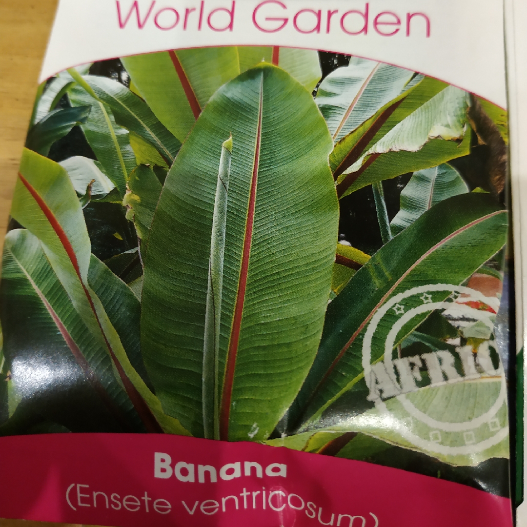 Ensete ventricosum syn. Musa ensete in the GardenTags plant encyclopedia Ethiopian Banana in the GardenTags plant encyclopedia
