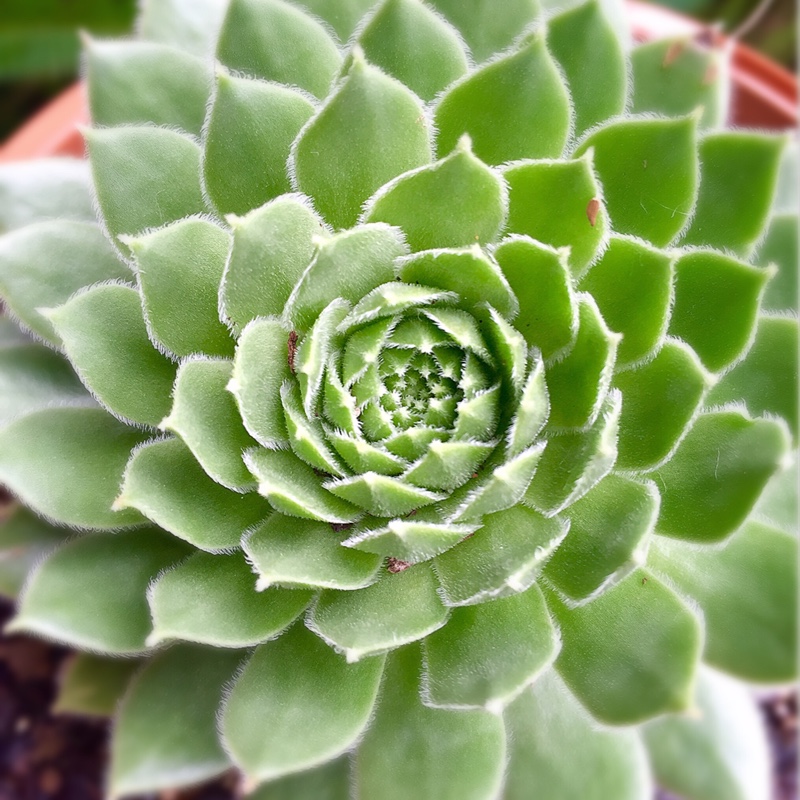 Sempervivum More Honey in the GardenTags plant encyclopedia