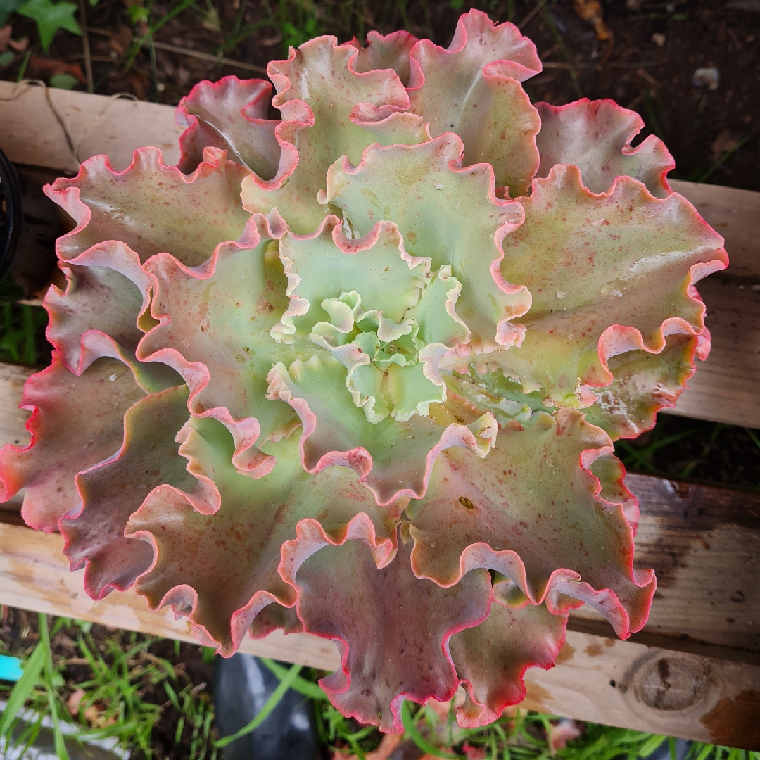 Echeveria Lucita in the GardenTags plant encyclopedia Echeveria Lucita in the GardenTags plant encyclopedia