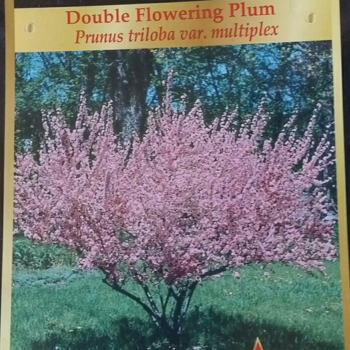 Prunus triloba Multiplex in the GardenTags plant encyclopedia Flowering Almond Multiplex in the GardenTags plant encyclopedia