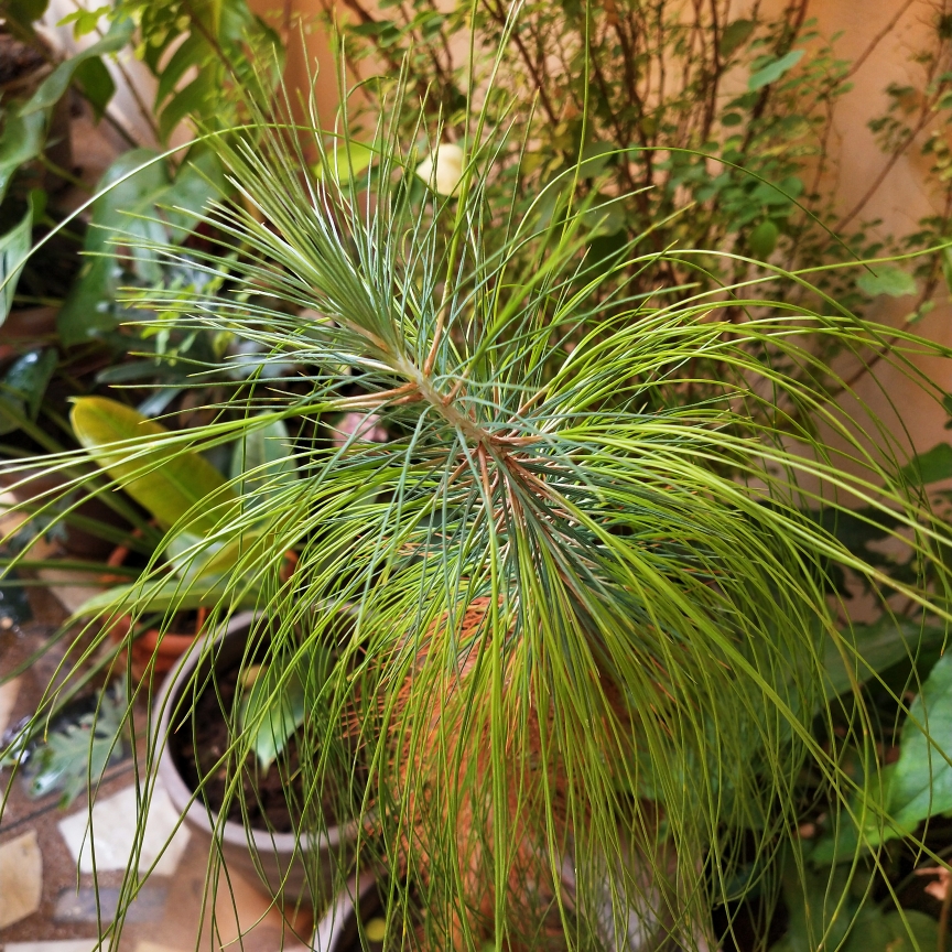 Pinus roxburghii in the GardenTags plant encyclopedia Chir Pine in the GardenTags plant encyclopedia