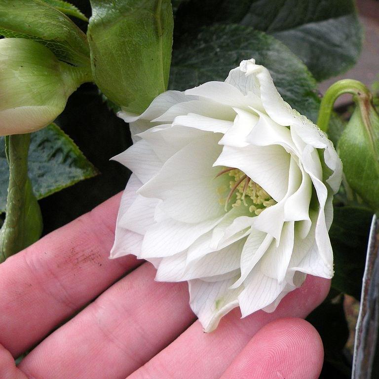 Helleborus x hybridus Mrs Betty Ranicar in the GardenTags plant encyclopedia Hellebore Mrs Betty Ranicar in the GardenTags plant encyclopedia