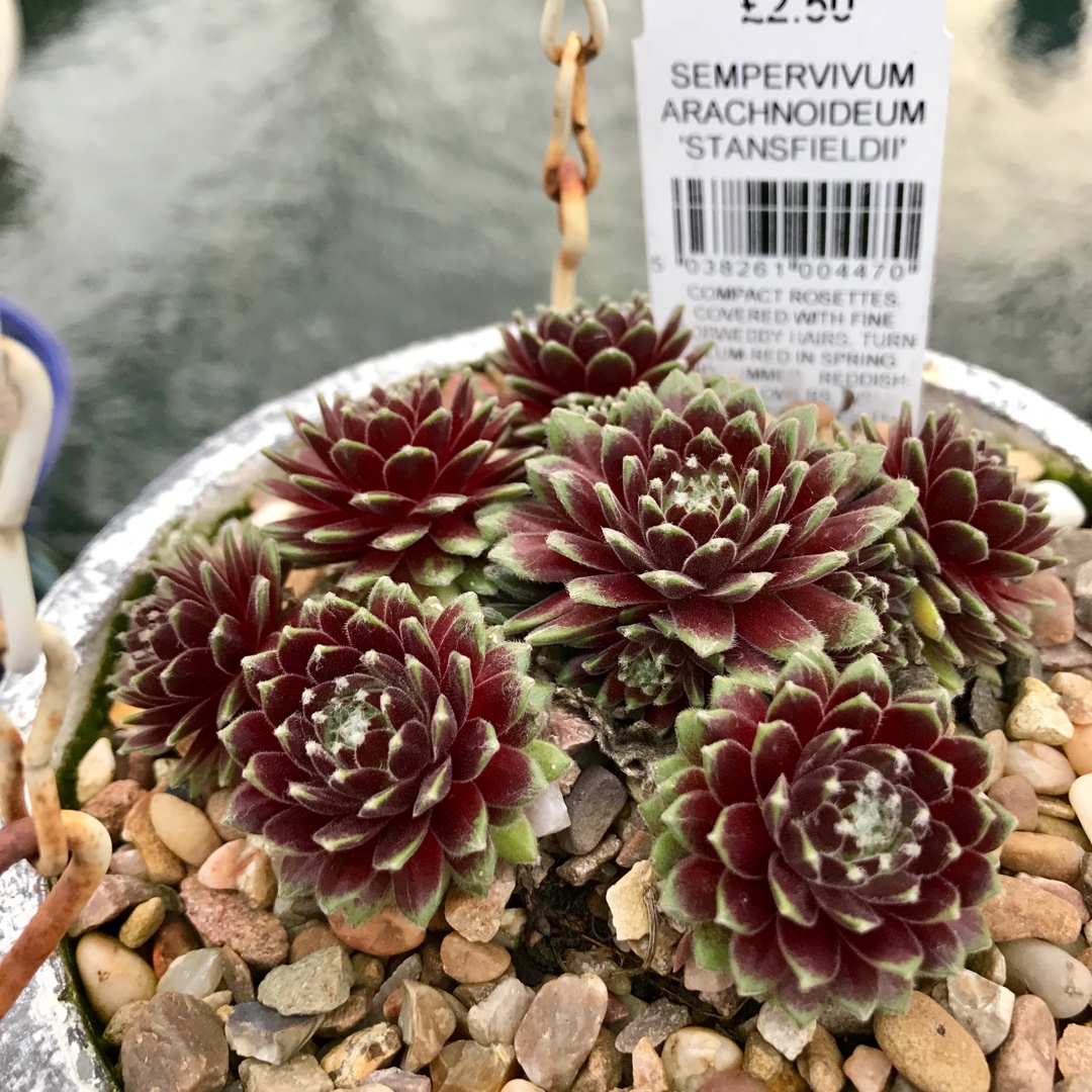 Sempervivum Arachnoideum Stansfieldii in the GardenTags plant encyclopedia Sempervivum Arachnoideum Stansfieldii in the GardenTags plant encyclopedia