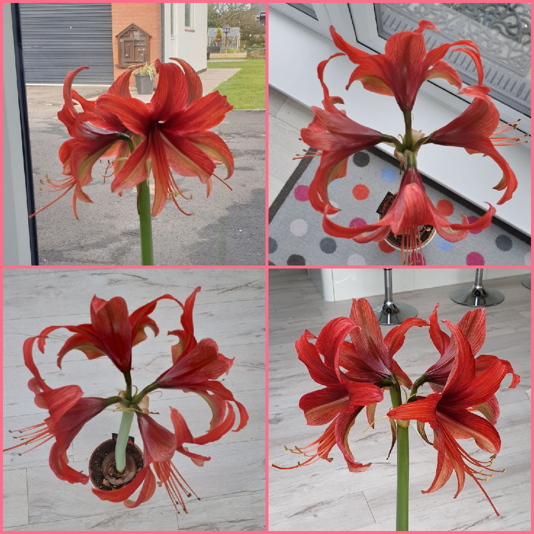 Hippeastrum (Spider Group) Bogota in the GardenTags plant encyclopedia Hippeastrum Bogota in the GardenTags plant encyclopedia