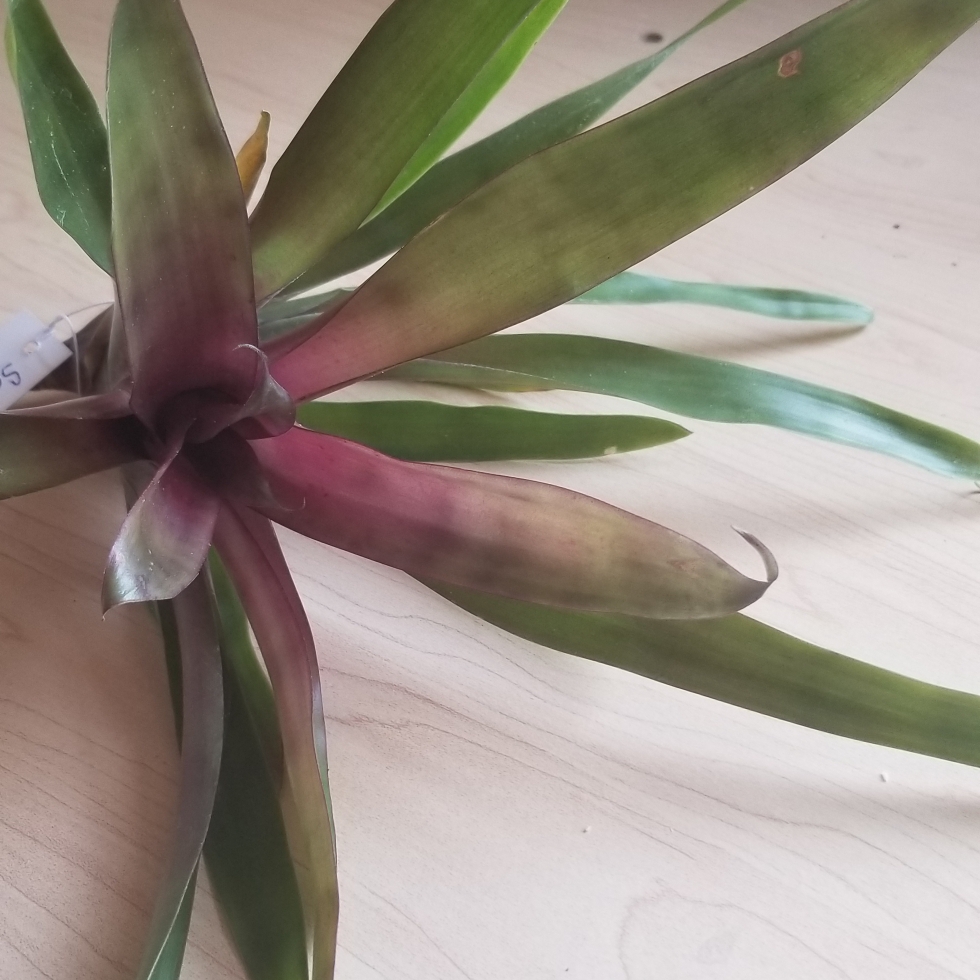 Tillandsia somnians in the GardenTags plant encyclopedia Airplant (Species) Tillandsia somnians in the GardenTags plant encyclopedia