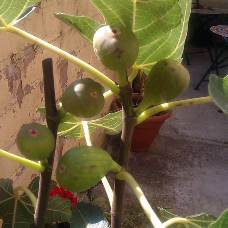 Ficus carica Brown Turkey in the GardenTags plant encyclopedia Fig Brown Turkey in the GardenTags plant encyclopedia