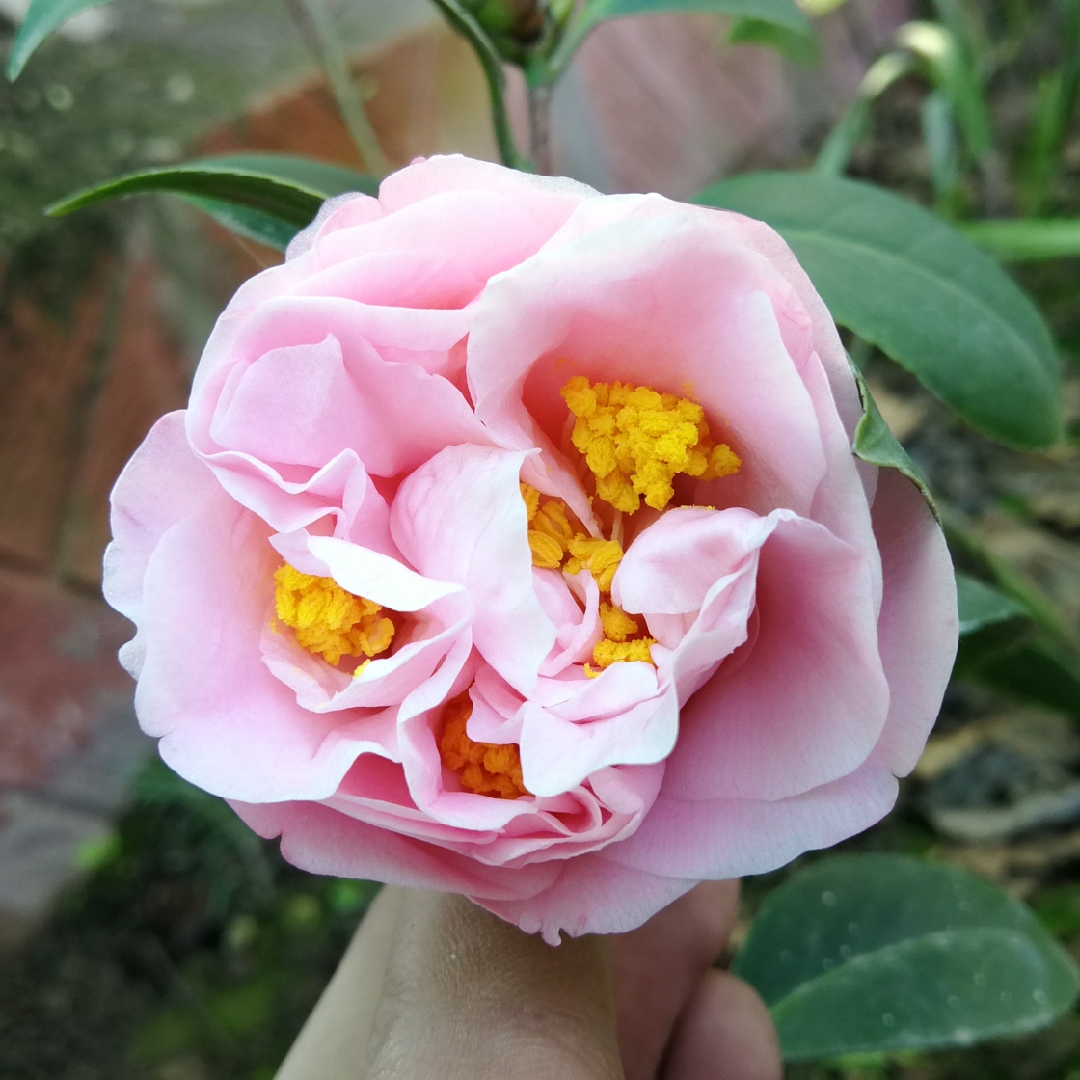 Camellia Ack-Scent in the GardenTags plant encyclopedia Camellia Ack-Scent in the GardenTags plant encyclopedia