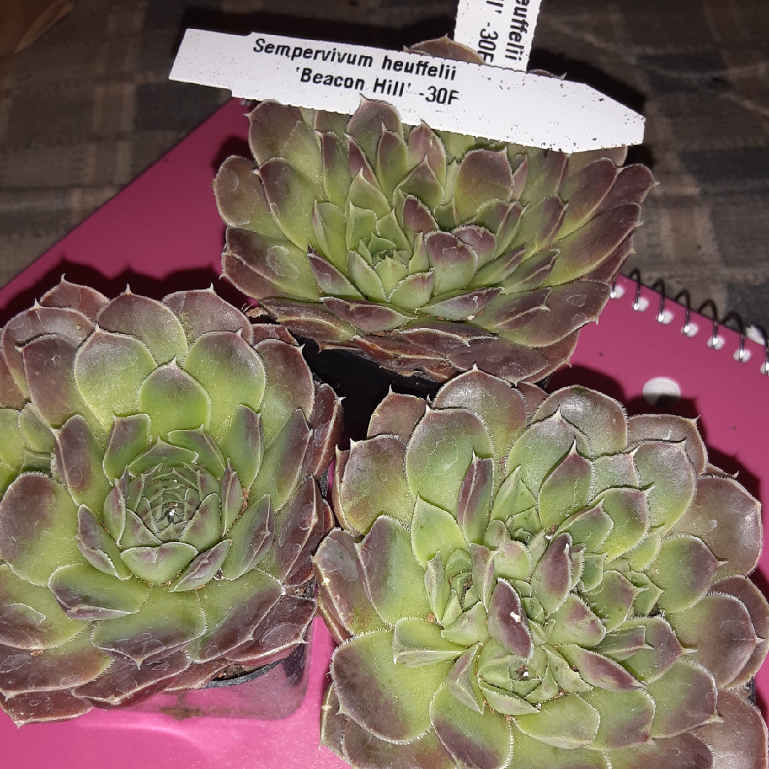 Sempervivum Heuffelii Beacon Hill in the GardenTags plant encyclopedia Sempervivum Heuffelii Beacon Hill in the GardenTags plant encyclopedia