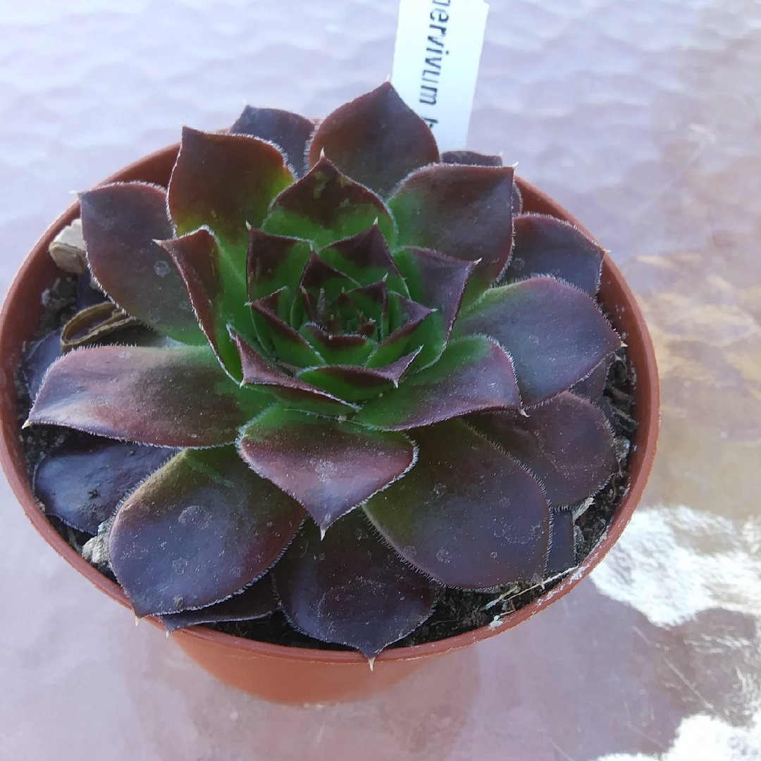 Sempervivum Heuffelii Bros in the GardenTags plant encyclopedia Sempervivum Heuffelii Bros in the GardenTags plant encyclopedia