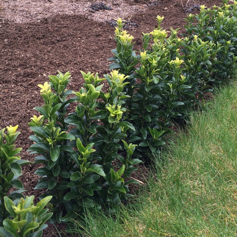 Euonymus japonicus Green Spire in the GardenTags plant encyclopedia Evergreen spindle in the GardenTags plant encyclopedia