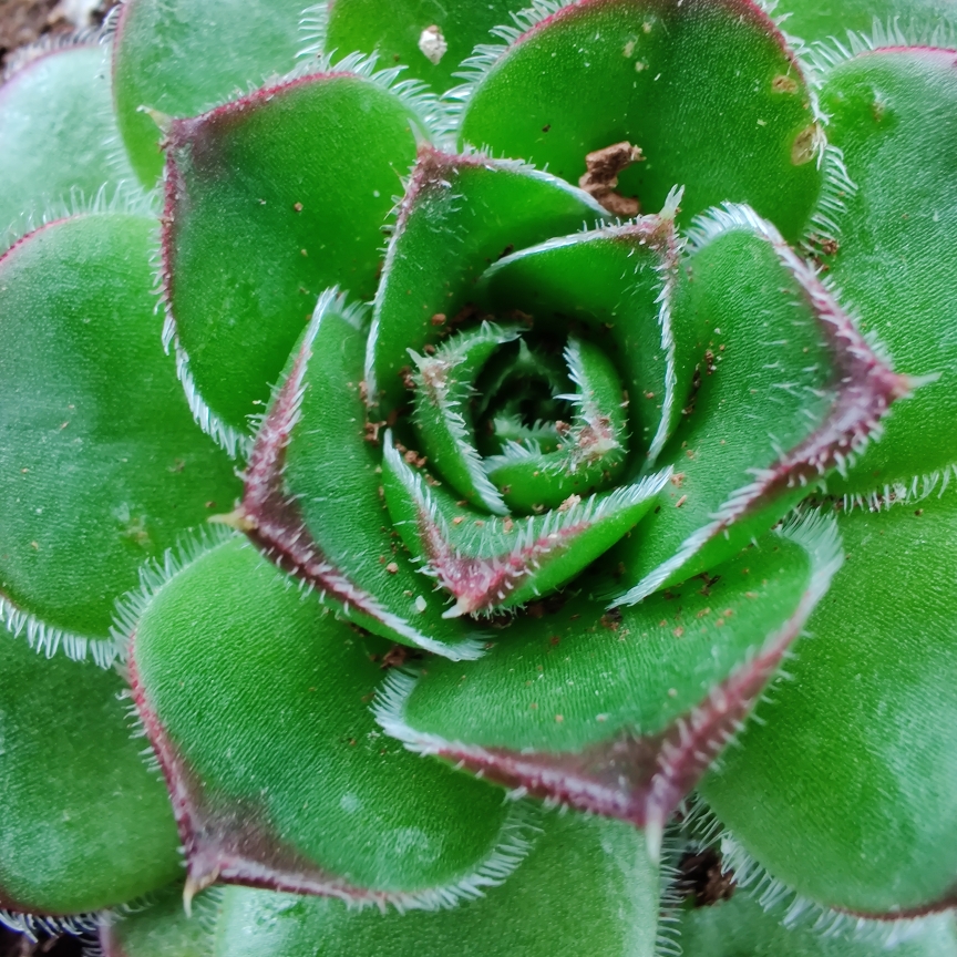 Sempervivum Heuffelii Sundancer in the GardenTags plant encyclopedia Sempervivum Heuffelii Sundancer in the GardenTags plant encyclopedia