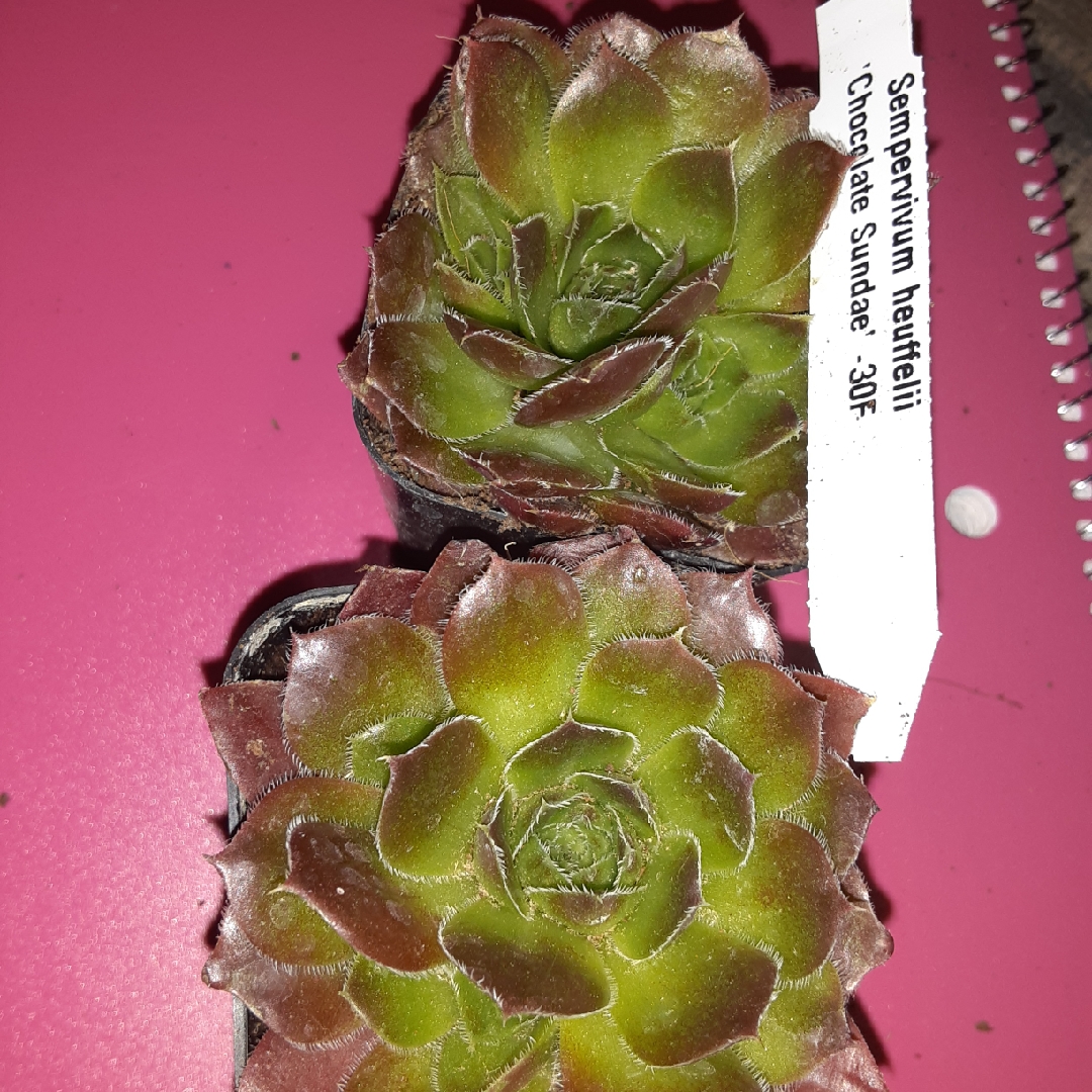 Sempervivum Heuffelii Chocolate Sundae in the GardenTags plant encyclopedia Sempervivum Heuffelii Chocolate Sundae in the GardenTags plant encyclopedia