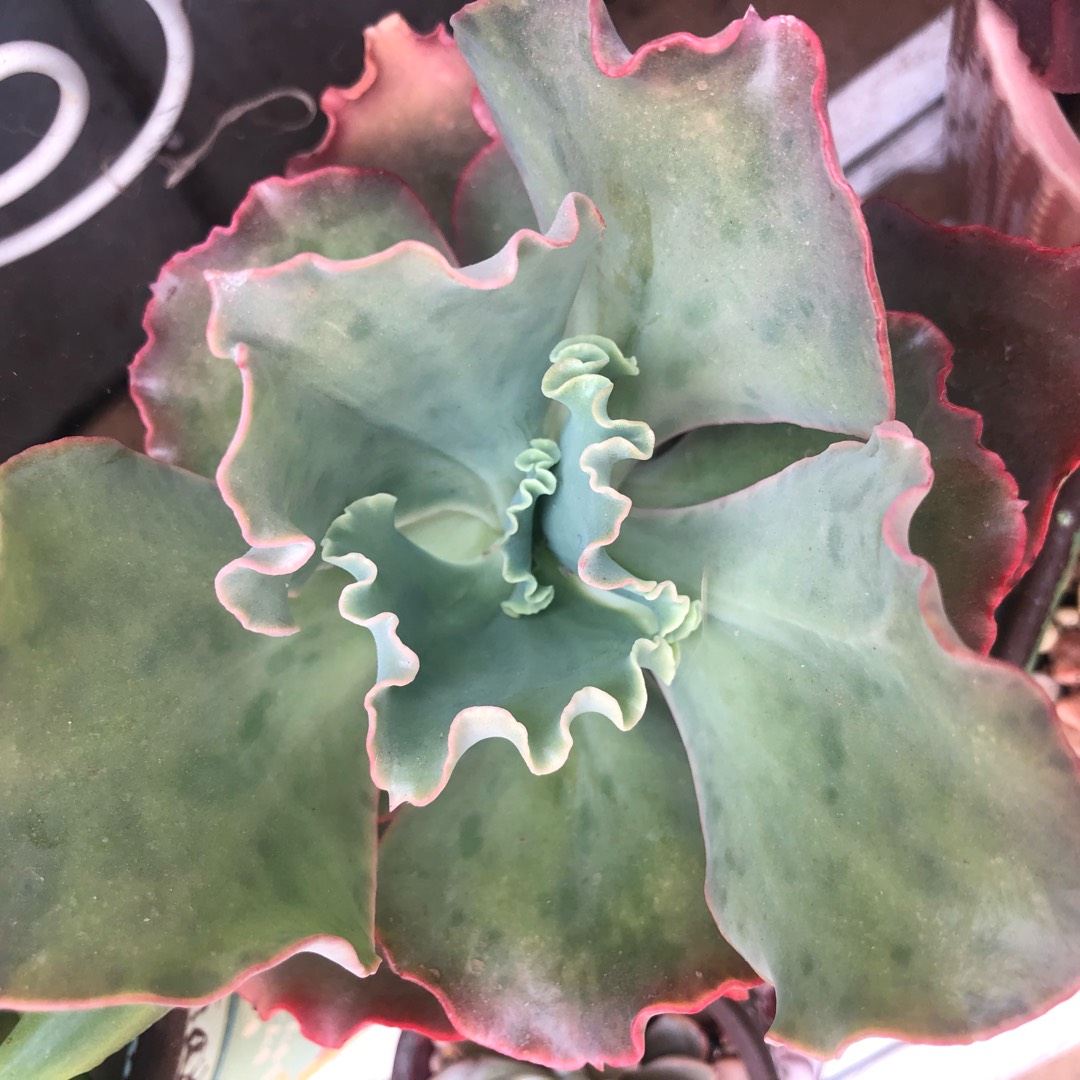 Echeveria Princess Lace in the GardenTags plant encyclopedia Echeveria Princess Lace in the GardenTags plant encyclopedia