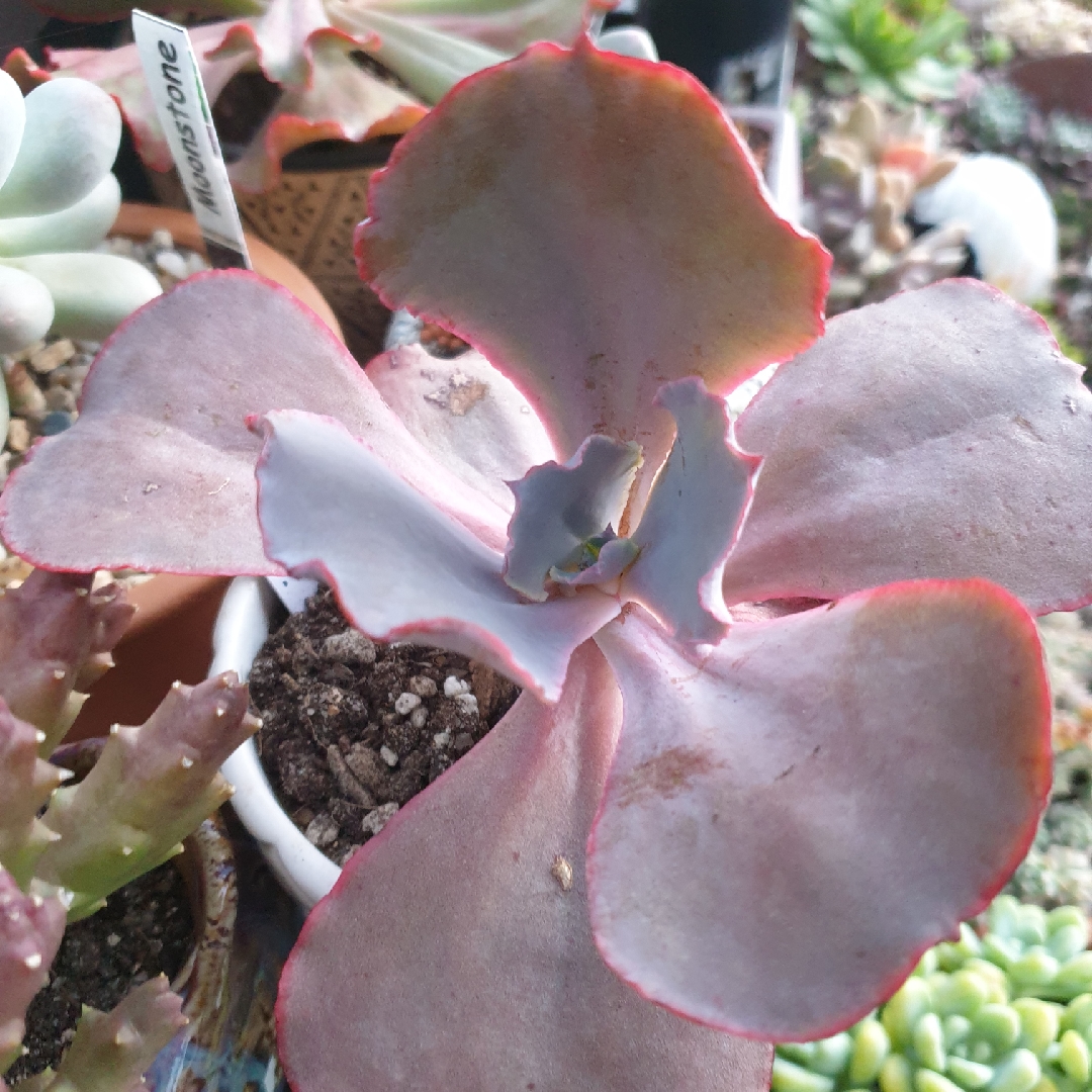 Echeveria Cinderella in the GardenTags plant encyclopedia Echeveria Cinderella in the GardenTags plant encyclopedia