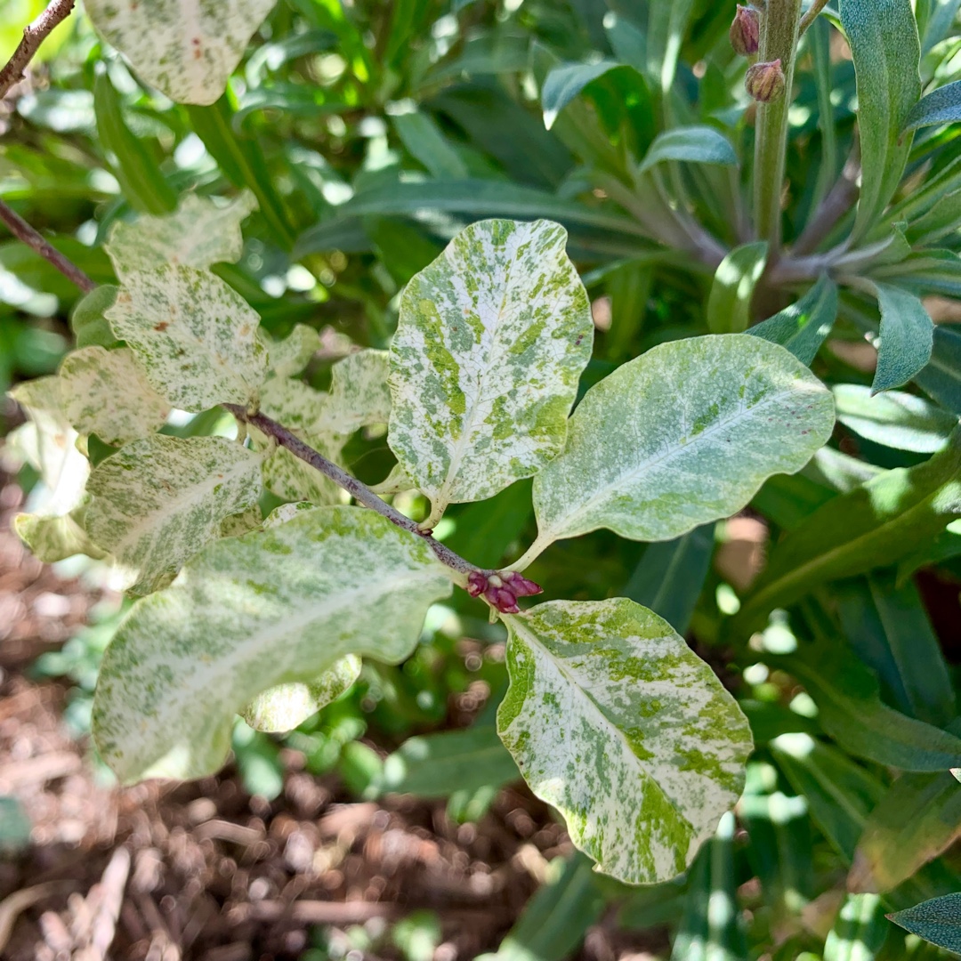 Pittosporum tenuifolium Irene Paterson in the GardenTags plant encyclopedia New Zealand Pittosporum Irene Paterson in the GardenTags plant encyclopedia