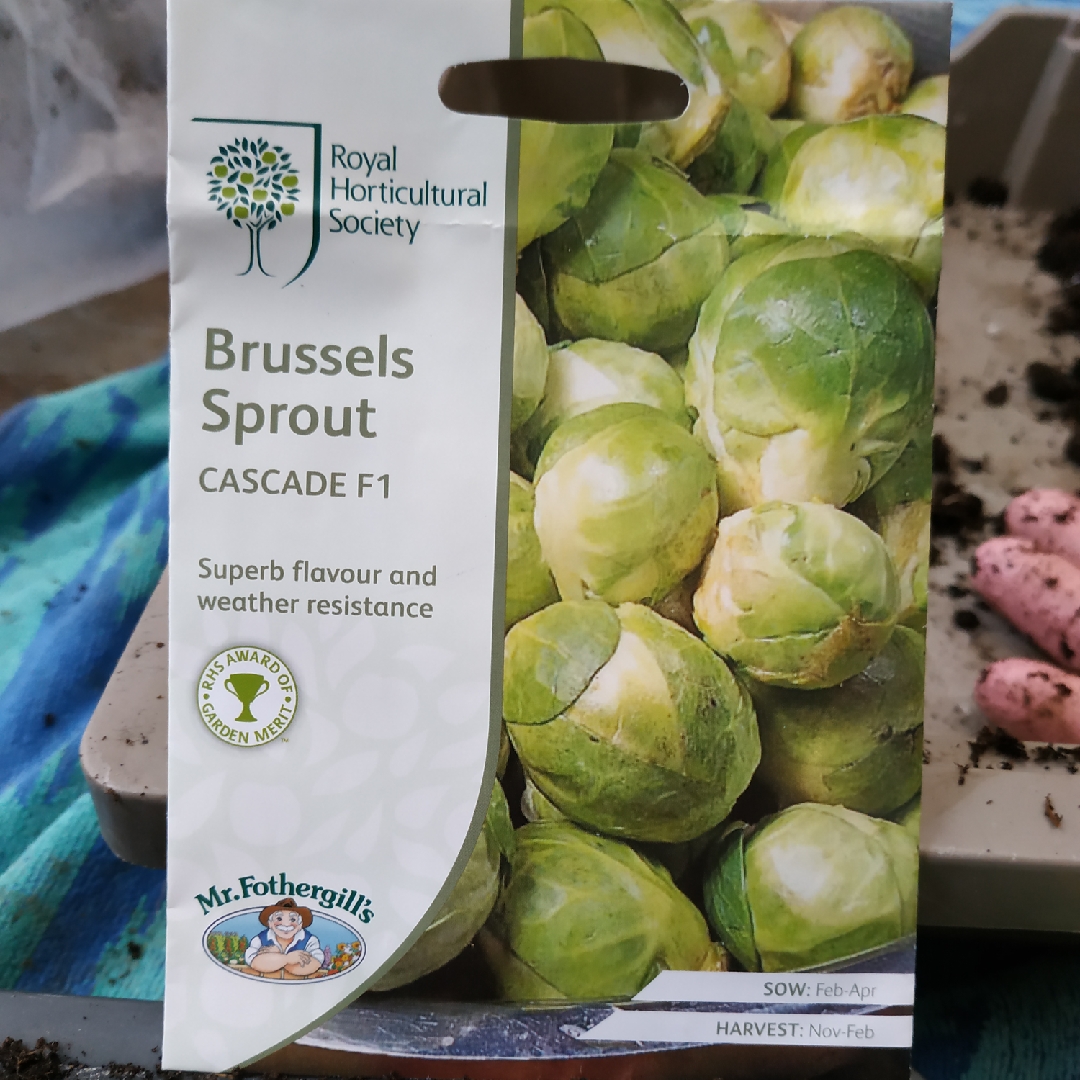 Brassica oleracea (Gemmifera Group) Cascade in the GardenTags plant encyclopedia Brussels Sprouts Cascade in the GardenTags plant encyclopedia