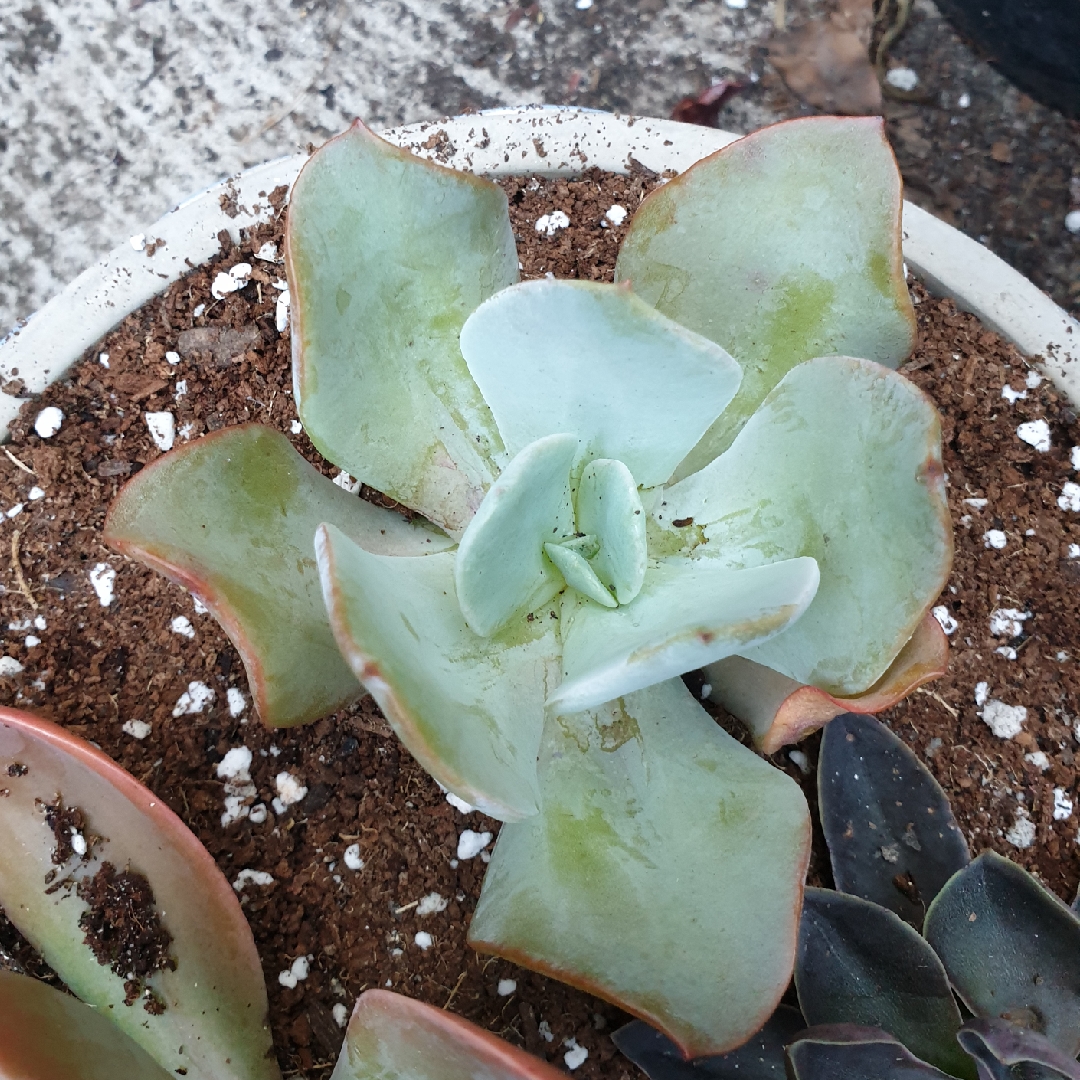 Echeveria Pam Worthley in the GardenTags plant encyclopedia Echeveria Pam Worthley in the GardenTags plant encyclopedia