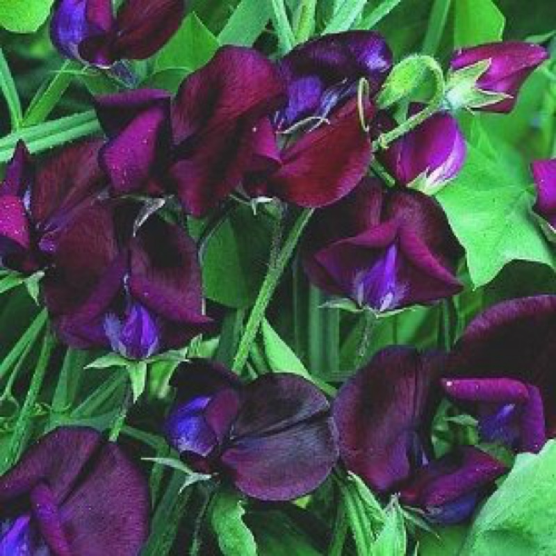Sweet Pea Black Knight in the GardenTags plant encyclopedia