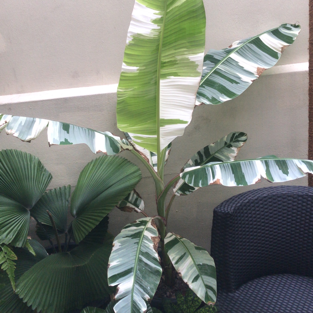 Musa x paradisiaca Ae Ae in the GardenTags plant encyclopedia Banana Ae Ae in the GardenTags plant encyclopedia