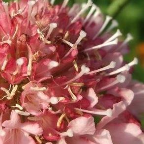 Scabiosa atropurpurea Double Rose in the GardenTags plant encyclopedia Scabious Double Rose in the GardenTags plant encyclopedia