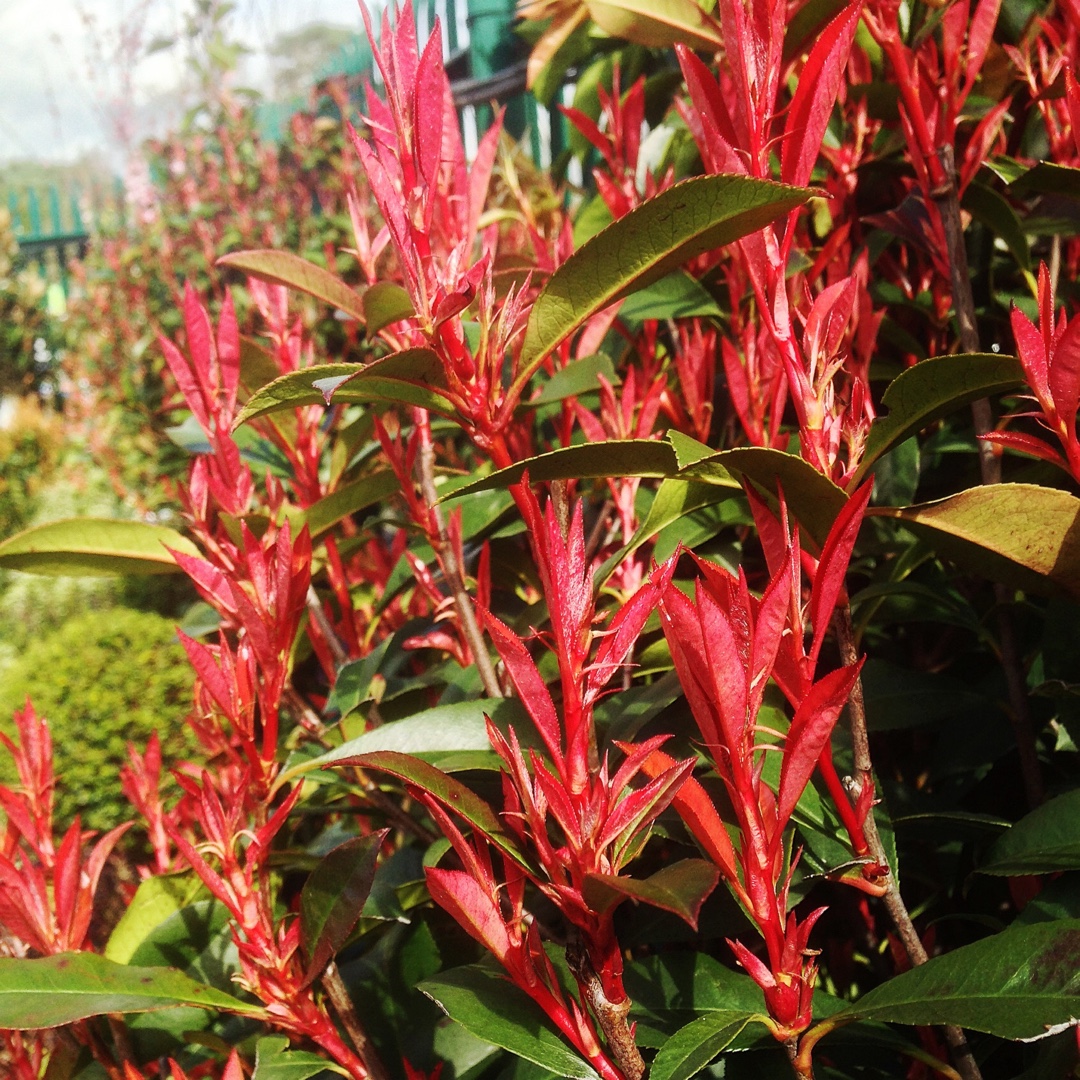 Photinia x fraseri Carre Rouge in the GardenTags plant encyclopedia Photinia Carre Rouge in the GardenTags plant encyclopedia