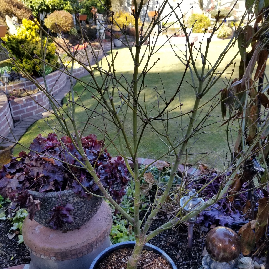 Japanese Maple Peaches and Cream in the GardenTags plant encyclopedia