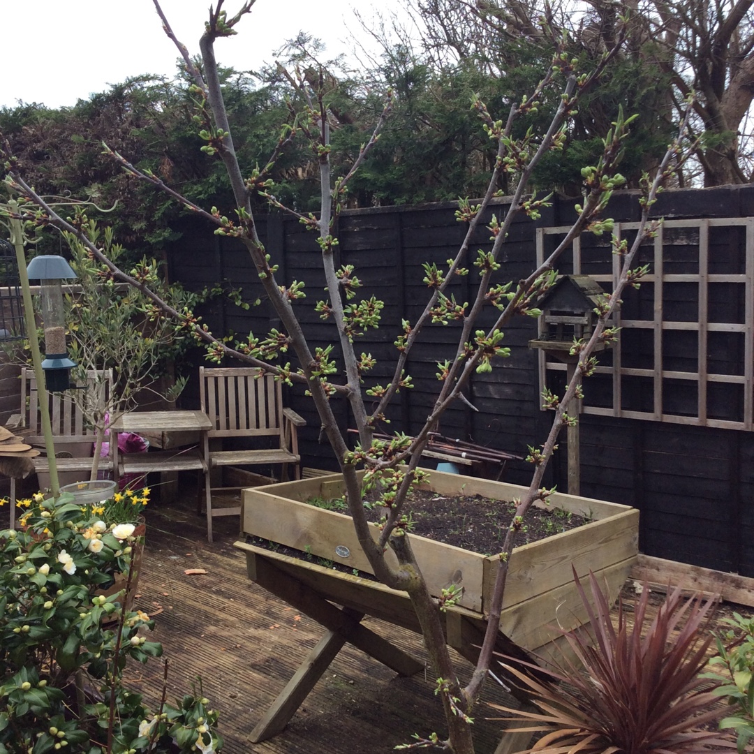 Prunus domestica Verity in the GardenTags plant encyclopedia Plum Verity in the GardenTags plant encyclopedia