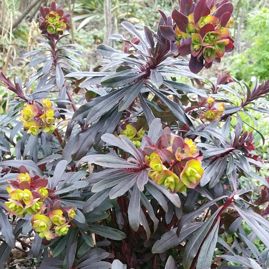 Euphorbia amygdaloides Purpurea syn. Euphorbia amygdaloides Rubra in the GardenTags plant encyclopedia Wood Spurge Purpurea in the GardenTags plant encyclopedia