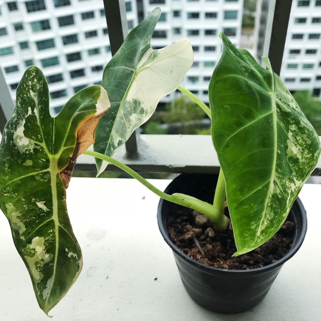 Alocasia Micholitziana variegated in the GardenTags plant encyclopedia Alocasia Micholitziana variegated in the GardenTags plant encyclopedia