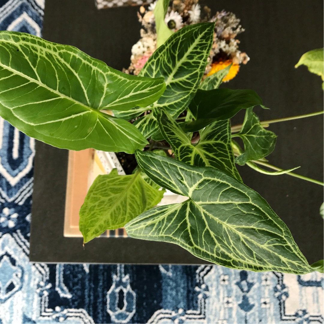 Syngonium Batik in the GardenTags plant encyclopedia Arrowhead Batik in the GardenTags plant encyclopedia