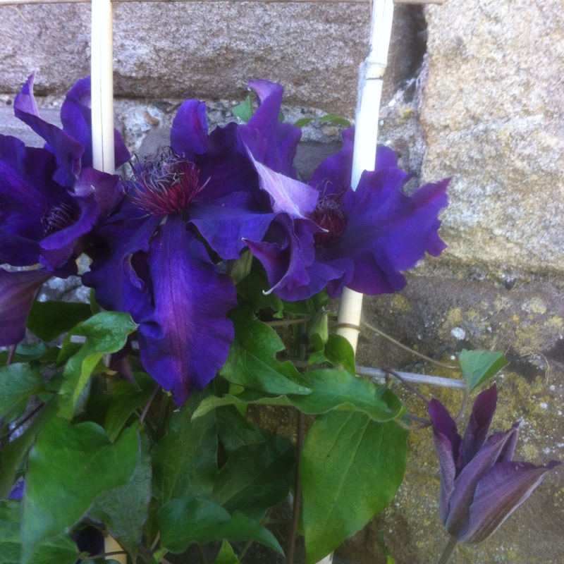 Clematis Fleuri™ evipo042 in the GardenTags plant encyclopedia Clematis Fleuri™ in the GardenTags plant encyclopedia