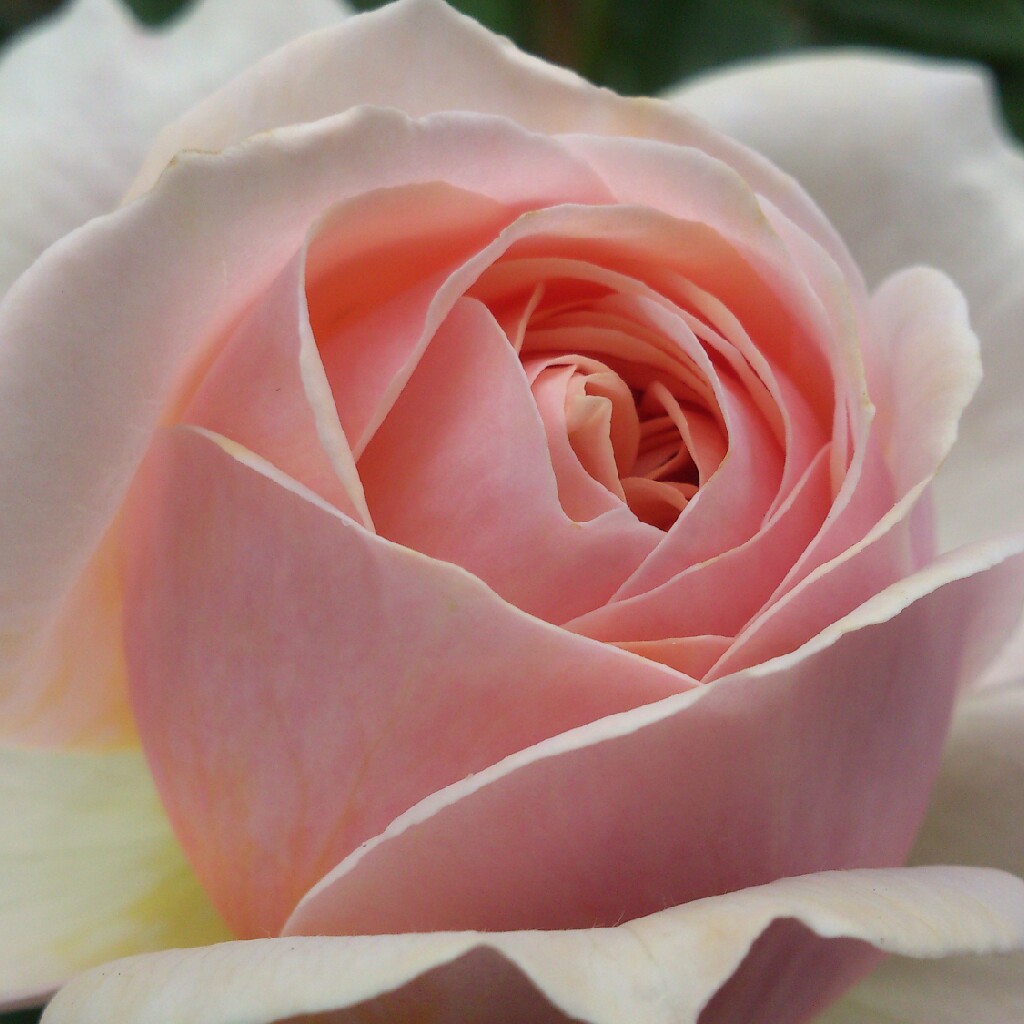 Rosa William Morris in the GardenTags plant encyclopedia Rose William Morris in the GardenTags plant encyclopedia
