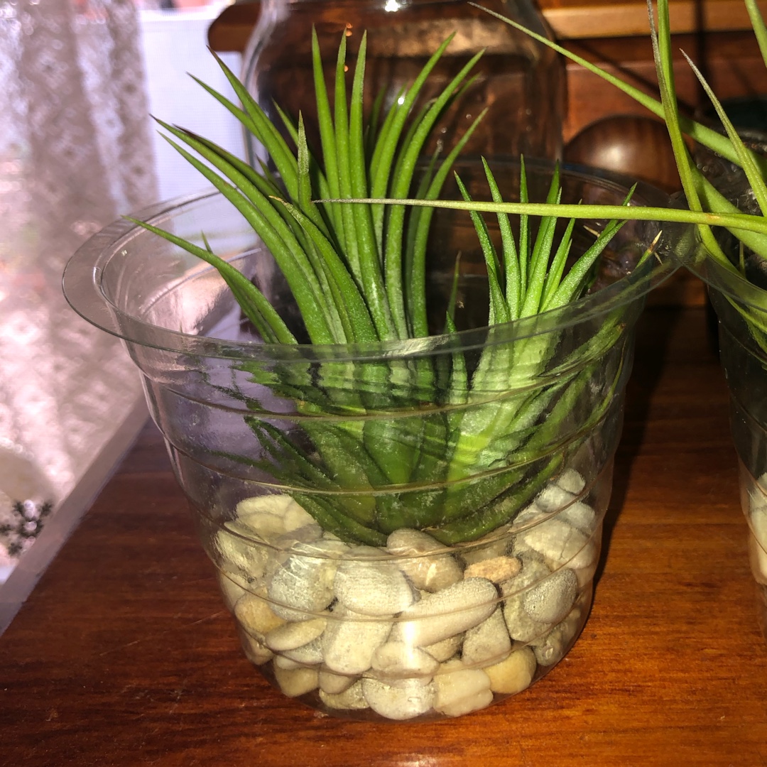 Tillandsia Pink Beauty in the GardenTags plant encyclopedia Airplant Pink Beauty in the GardenTags plant encyclopedia