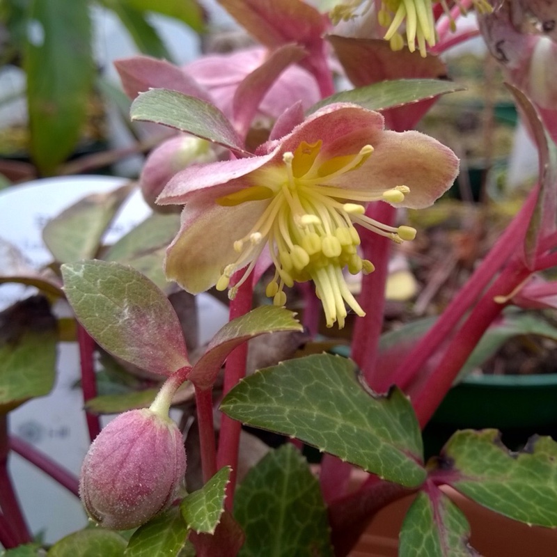 Helleborus lividus in the GardenTags plant encyclopedia Hellebore (Species) Majorcan Hellebore in the GardenTags plant encyclopedia