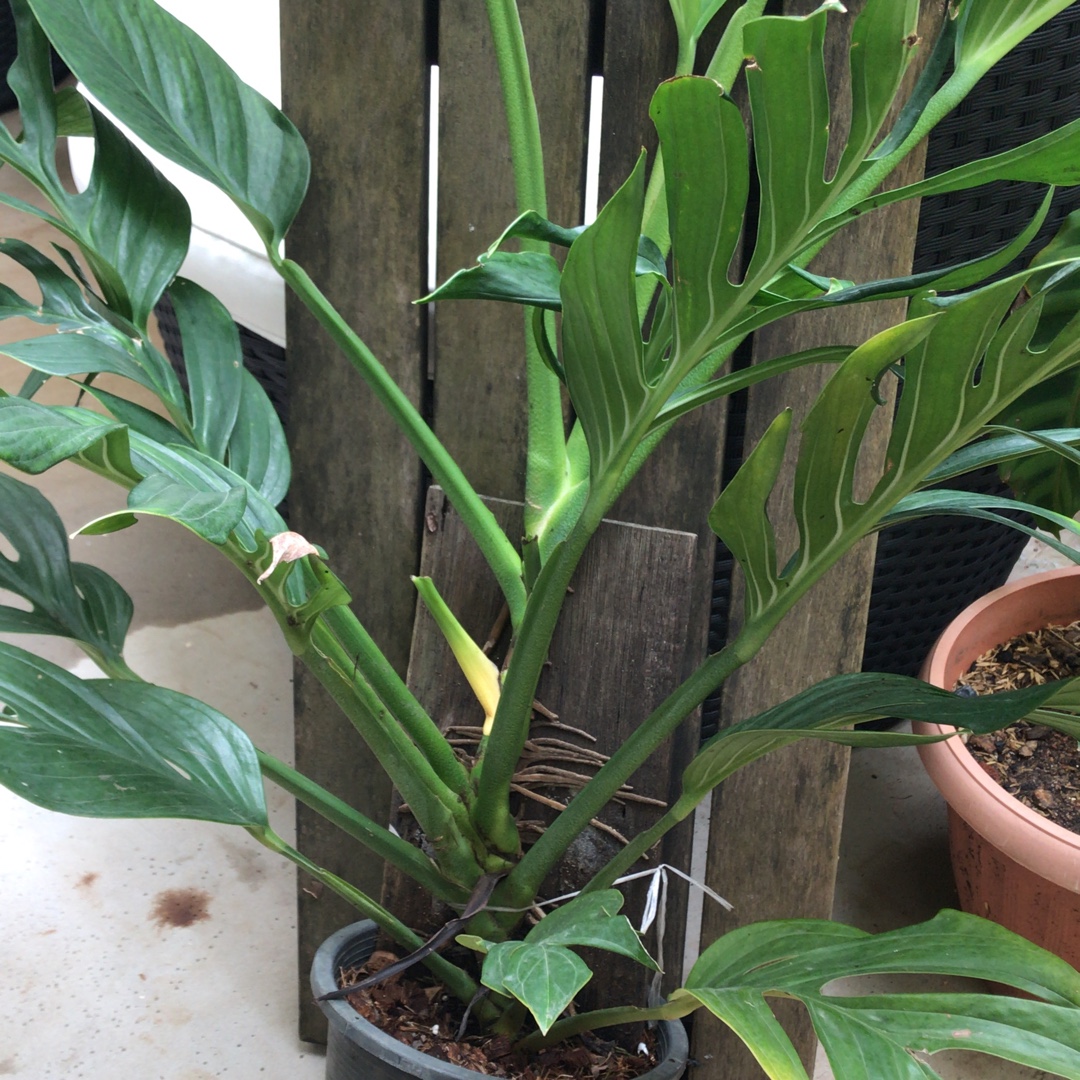 Monstera pinnatipartita in the GardenTags plant encyclopedia Monstera pinnatipartita in the GardenTags plant encyclopedia