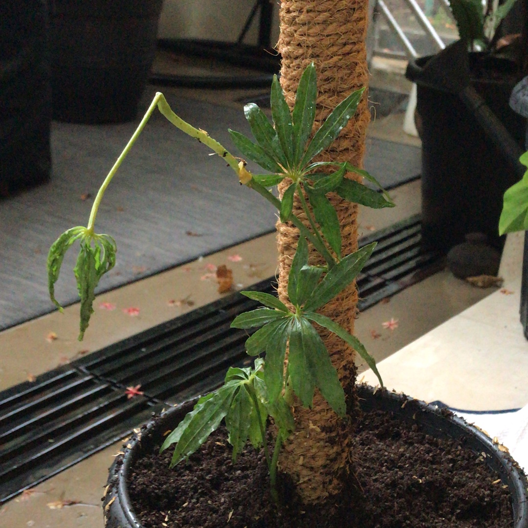 Anthurium polyschistum in the GardenTags plant encyclopedia Polyschistum Anthurium in the GardenTags plant encyclopedia