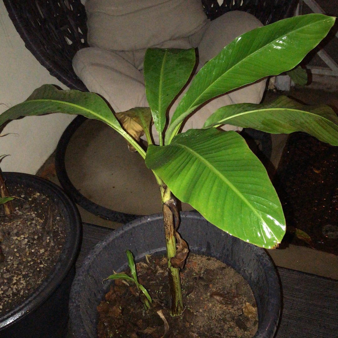 Musa acuminata Cavendish in the GardenTags plant encyclopedia Banana Cavandish in the GardenTags plant encyclopedia