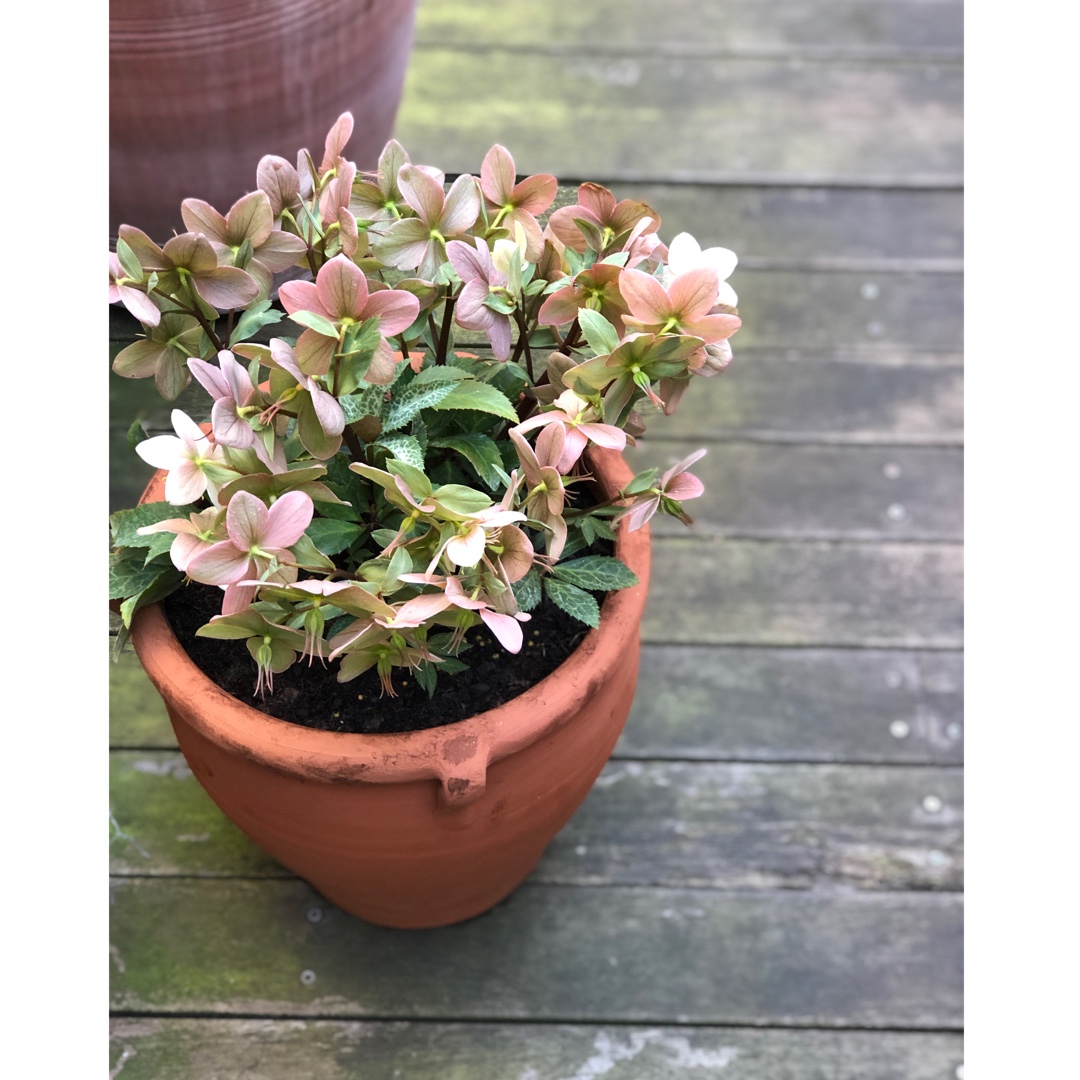 Helleborus x nigercors Magic Leaves in the GardenTags plant encyclopedia Hellebore Magic Leaves in the GardenTags plant encyclopedia