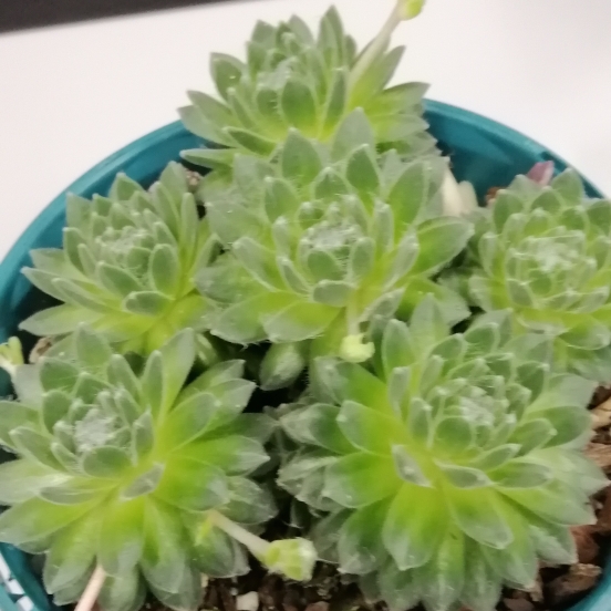 Sempervivum Tiny Tots in the GardenTags plant encyclopedia Sempervivum Tiny Tots in the GardenTags plant encyclopedia