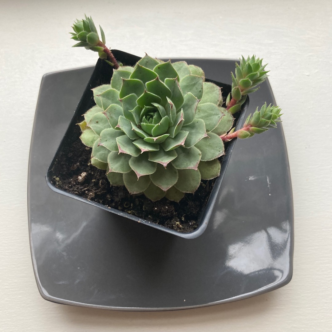 Sempervivum Tectorum Boutignyanum in the GardenTags plant encyclopedia Sempervivum Tectorum Boutignyanum in the GardenTags plant encyclopedia