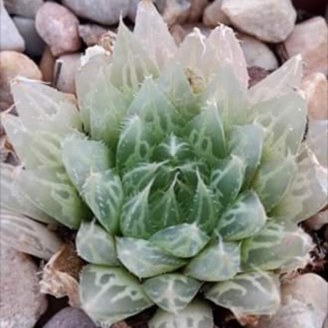 Haworthia Gracilis in the GardenTags plant encyclopedia Haworthia Gracilis in the GardenTags plant encyclopedia
