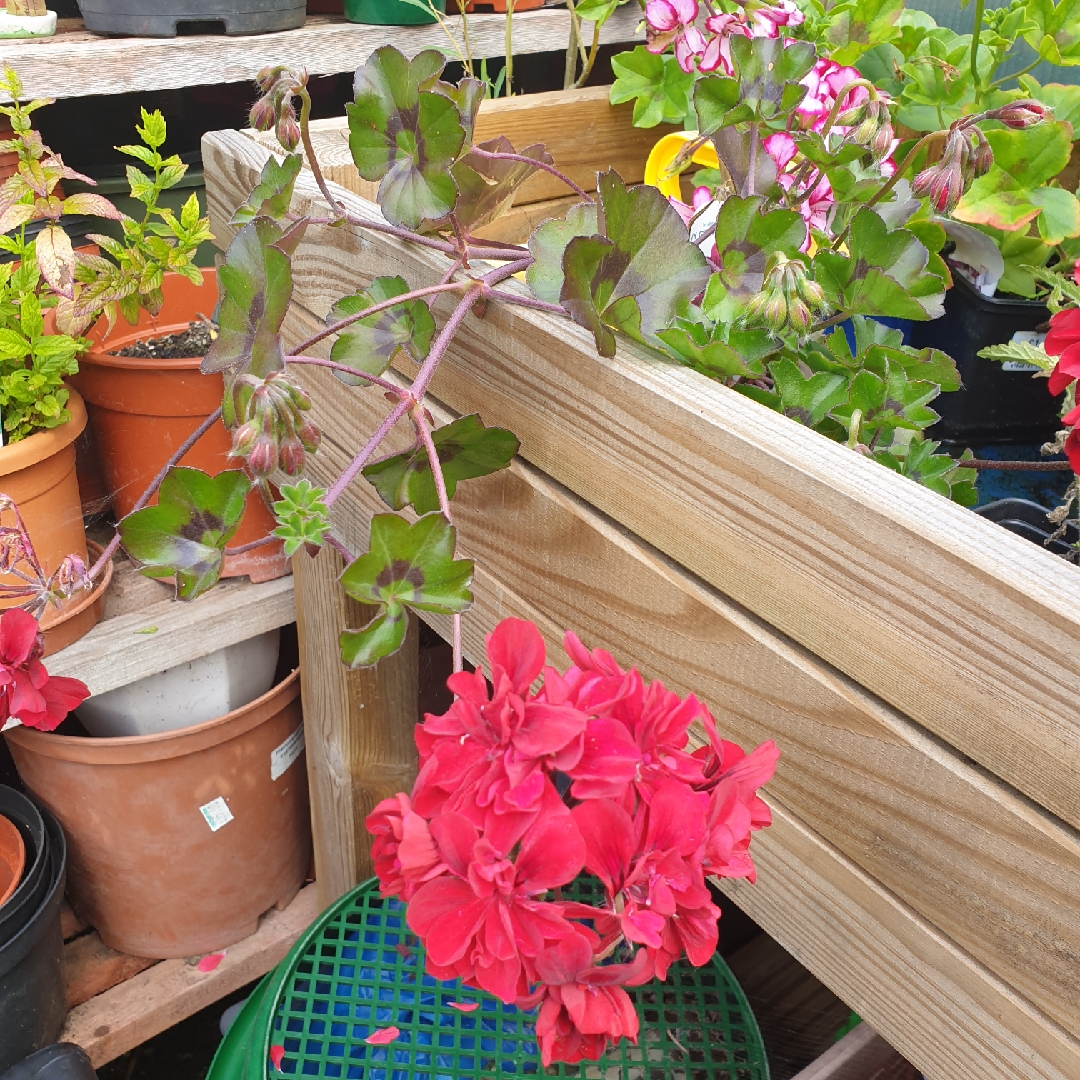 Pelargonium Precision Burgundy Red (Precision Series) in the GardenTags plant encyclopedia Pelargonium Precision Burgundy Red (Ivy Leaved) in the GardenTags plant encyclopedia