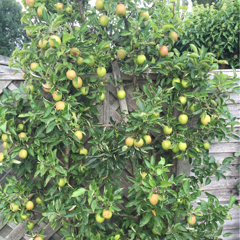 Malus domestica Braeburn in the GardenTags plant encyclopedia Apple Braeburn in the GardenTags plant encyclopedia