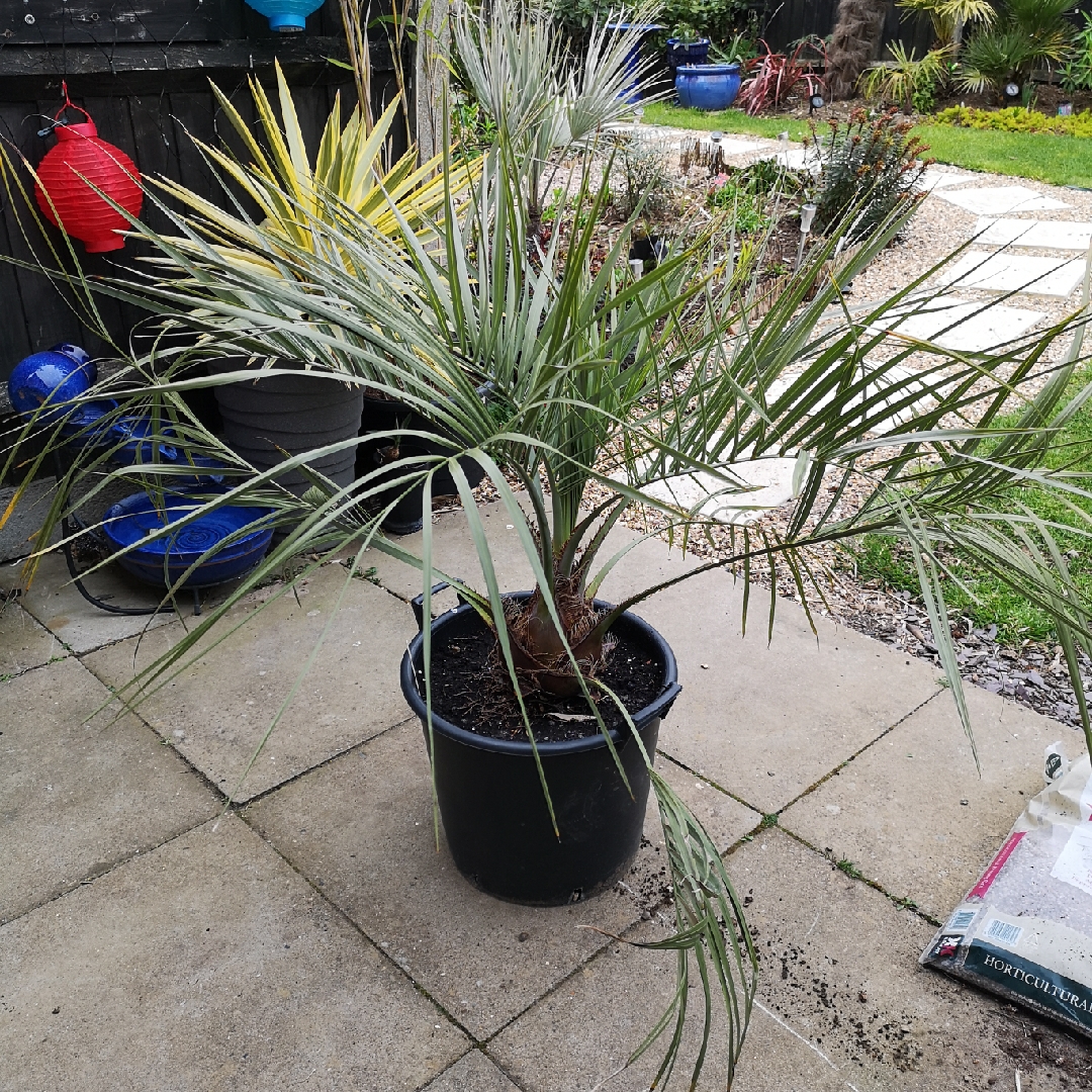 Butia odorata syn. Butia capitata in the GardenTags plant encyclopedia Jelly Palm in the GardenTags plant encyclopedia