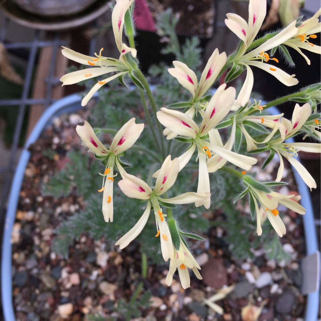 Pelargonium appendiculatum in the GardenTags plant encyclopedia Pelargonium (Species) Pelargonium appendiculatum in the GardenTags plant encyclopedia