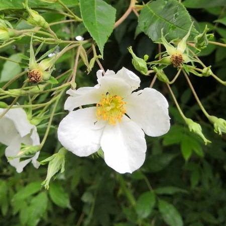 Rosa moschata in the GardenTags plant encyclopedia Rose (Species) Musk Rose in the GardenTags plant encyclopedia